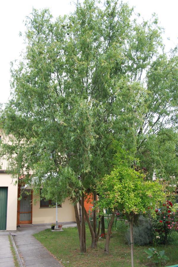 I Salici Di Laura Bed & Breakfast Porto Fuori Exterior photo